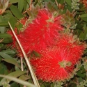 Picture of Callistemon Captain Cook