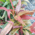 Picture of Callistemon Great Balls of Fire