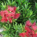 Picture of Callistemon Green John