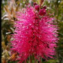 Picture of Callistemon Hot Pink