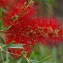 Picture of Callistemon Kings Park Special