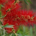 Picture of Callistemon Kings Park Special
