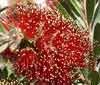 Picture of Callistemon Little John