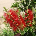 Picture of Callistemon Macarthur