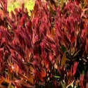 Picture of Callistemon Red Alert