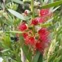 Picture of Callistemon Red Cluster