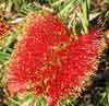 Picture of Callistemon Rocky Rambler