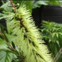 Picture of Callistemon Viridiflorus