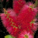 Picture of Callistemon Citrinus Crimson