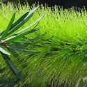 Picture of Callistemon pachyphyllus