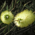 Picture of Callistemon pallidus