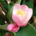 Picture of Camellia Alpen Glo