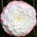 Picture of Camellia Amazing Graces