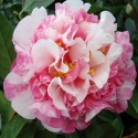 Picture of Camellia Anticipation Variegated