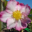 Picture of Camellia Apple Blossom