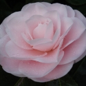 Picture of Camellia Ave Maria