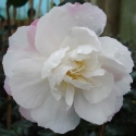 Picture of Camellia Beatrice Emily