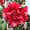 Picture of Camellia Black Magic