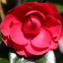 Picture of Camellia Black Tie Espalier