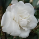 Picture of Camellia Blondy