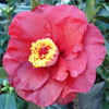 Picture of Camellia Bob Hope