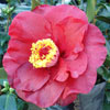 Camellia Bob Hope Picture of Camellia Bob Hope