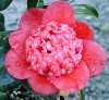 Picture of Camellia Bobs Tinsie