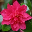 Picture of Camellia Bonanza