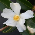 Picture of Camellia Brevistyla Std
