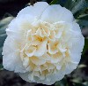 Picture of Camellia Brushfields Yellow Std