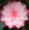 Picture of Camellia Buttons n Bows