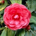 Camellia C M Hovey Picture of Camellia C M Hovey