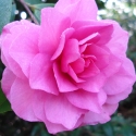 Picture of Camellia Chansonette