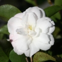 Picture of Camellia Cinnamon Cindy