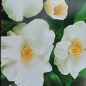 Picture of Camellia Cornish Snow