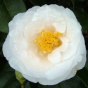 Camellia Coronation Picture of Camellia Coronation