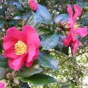 Picture of Camellia Crimson King