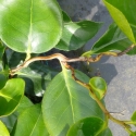 Picture of Camellia Curly Lady