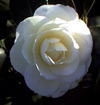 Picture of Camellia Dahlohnega