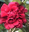 Picture of Camellia Dark Of The Moon
