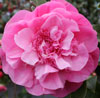 Picture of Camellia Debbie