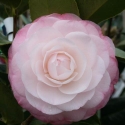 Picture of Camellia Desire