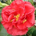 Picture of Camellia Dixie Knight