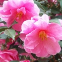 Picture of Camellia Donation