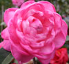 Picture of Camellia Dreamboat