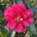 Picture of Camellia Dwarf Shishi