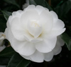 Picture of Camellia Early Pearly Espalier