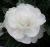 Camellia Early Pearly Espalier Picture of Camellia Early Pearly Espalier