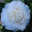 Picture of Camellia Elegans Champagne