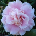 Picture of Camellia Elegans Splendour